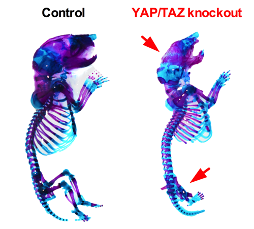 tissue-engineering-mice-yap-taz